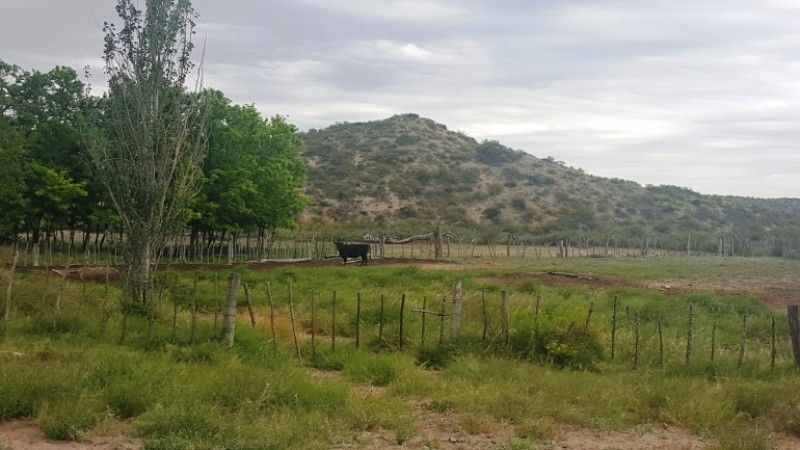 Estancia, campo ganadero de cria, 94.149 has. En Mendoza, con importantes mejoras, con o sin hacienda.