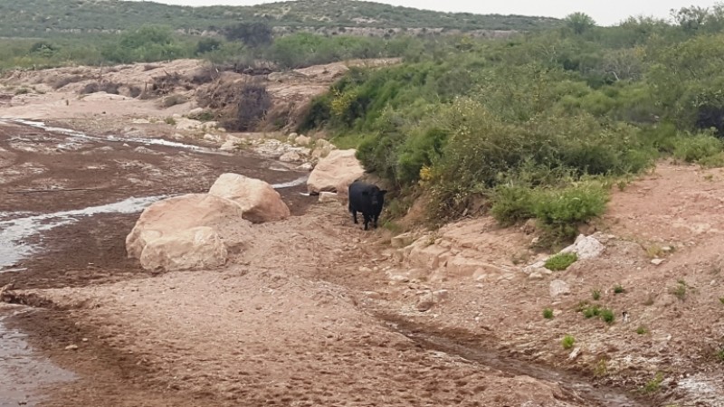 Estancia, campo ganadero de cria, 94.149 has. En Mendoza, con importantes mejoras, con o sin hacienda.