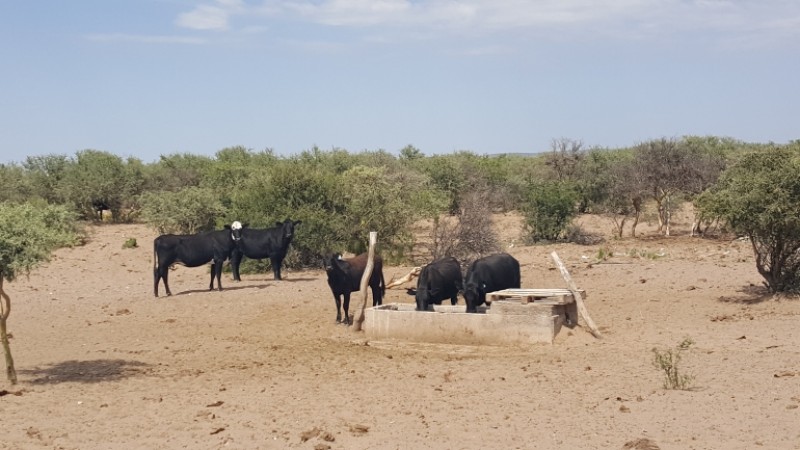 Estancia, campo ganadero de cria, 94.149 has. En Mendoza, con importantes mejoras, con o sin hacienda.