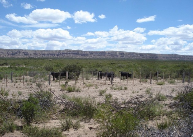 Estancia, campo ganadero de cria, 94.149 has. En Mendoza, con importantes mejoras, con o sin hacienda.