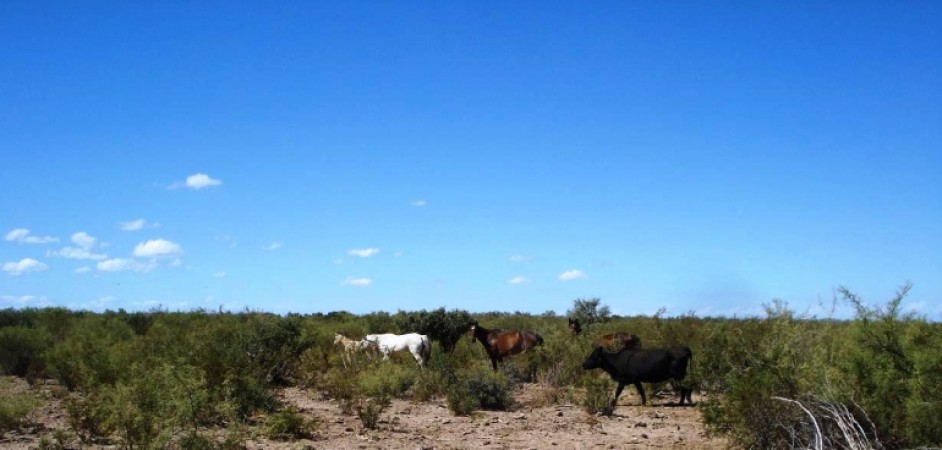 Estancia, campo ganadero de cria, 94.149 has. En Mendoza, con importantes mejoras, con o sin hacienda.
