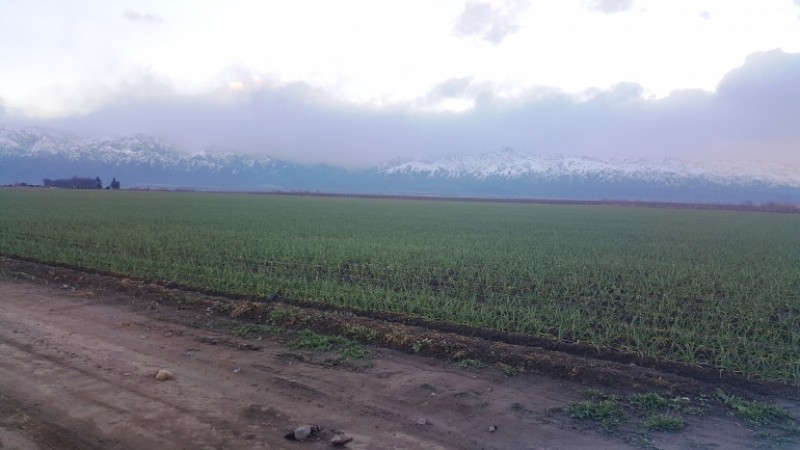 Finca de 41 has. a 2000 mts. del Corredor Productivo, en Tunuyan, Valle de Uco. con pozo y riego por goteo.