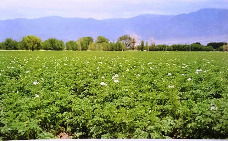 Finca de 40 has. en El Cepillo, San Carlos, Mendoza, con pozo y tres casas.