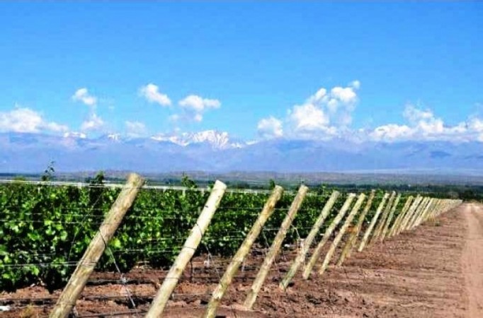 Finca de 50 has. de varietales, con Bodega moderna 70.000 lts. en producción, Tupungato, Mendoza. 
