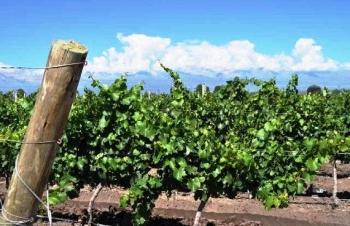 Finca de 50 has. de varietales, con Bodega moderna 70.000 lts. en producción, Tupungato, Mendoza. 