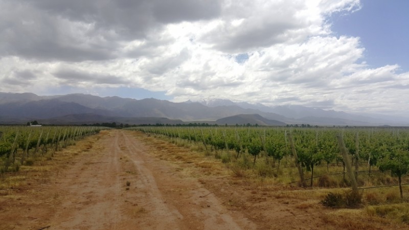 Excelente finca de 200 has. con tres pozos y 51 has de viñedos, riego por goteo y 2 pivot.