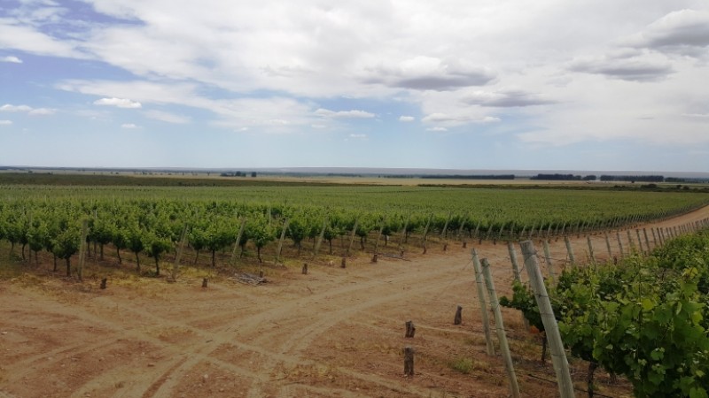 Excelente finca de 200 has. con tres pozos y 51 has de viñedos, riego por goteo y 2 pivot.