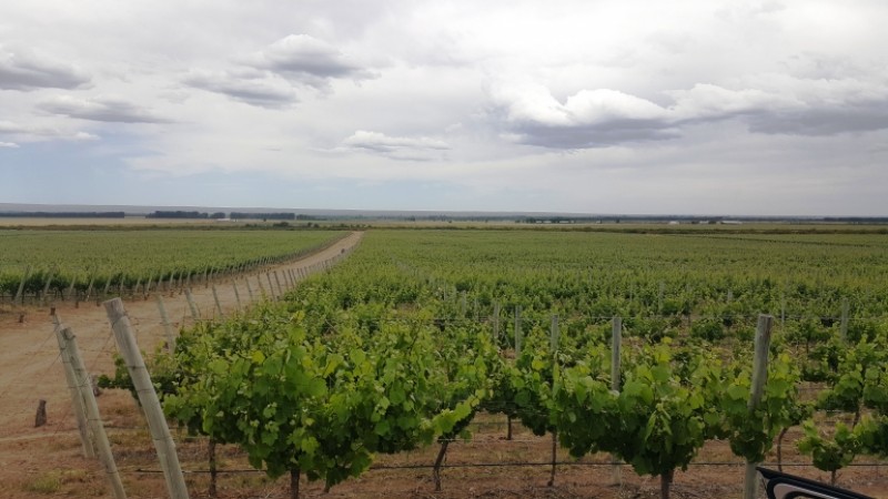 Excelente finca de 200 has. con tres pozos y 51 has de viñedos, riego por goteo y 2 pivot.