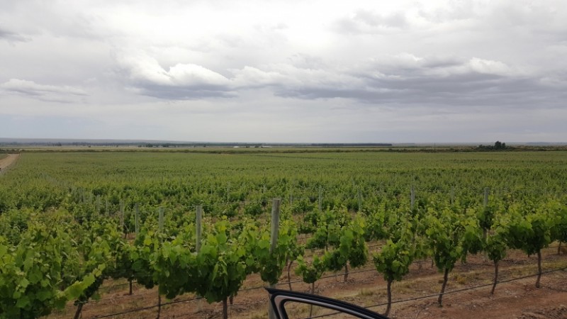 Excelente finca de 200 has. con tres pozos y 51 has de viñedos, riego por goteo y 2 pivot.