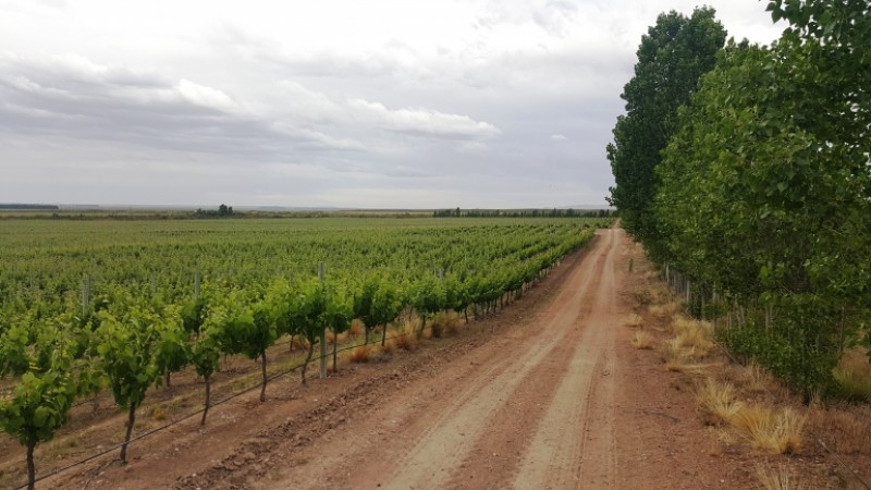 Excelente finca de 200 has. con tres pozos y 51 has de viñedos, riego por goteo y 2 pivot.