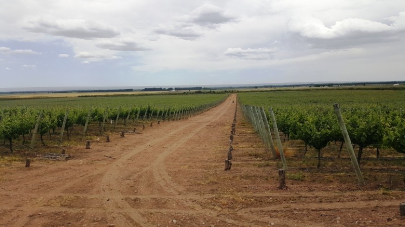 Excelente finca de 200 has. con tres pozos y 51 has de viñedos, riego por goteo y 2 pivot.