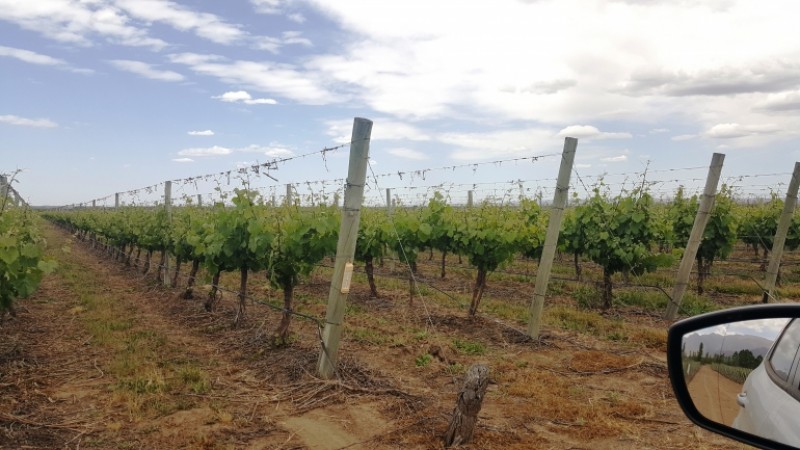 Excelente finca de 200 has. con tres pozos y 51 has de viñedos, riego por goteo y 2 pivot.