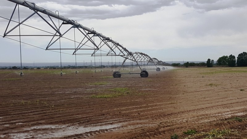 Excelente finca de 200 has. con tres pozos y 51 has de viñedos, riego por goteo y 2 pivot.