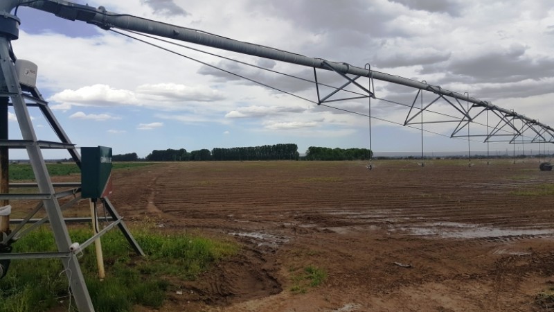 Excelente finca de 200 has. con tres pozos y 51 has de viñedos, riego por goteo y 2 pivot.