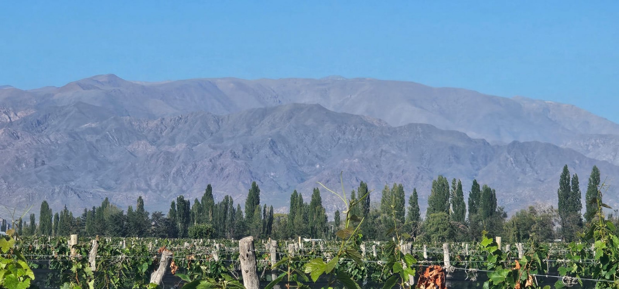 Excelente finca Viña en produccion de 5.5 has