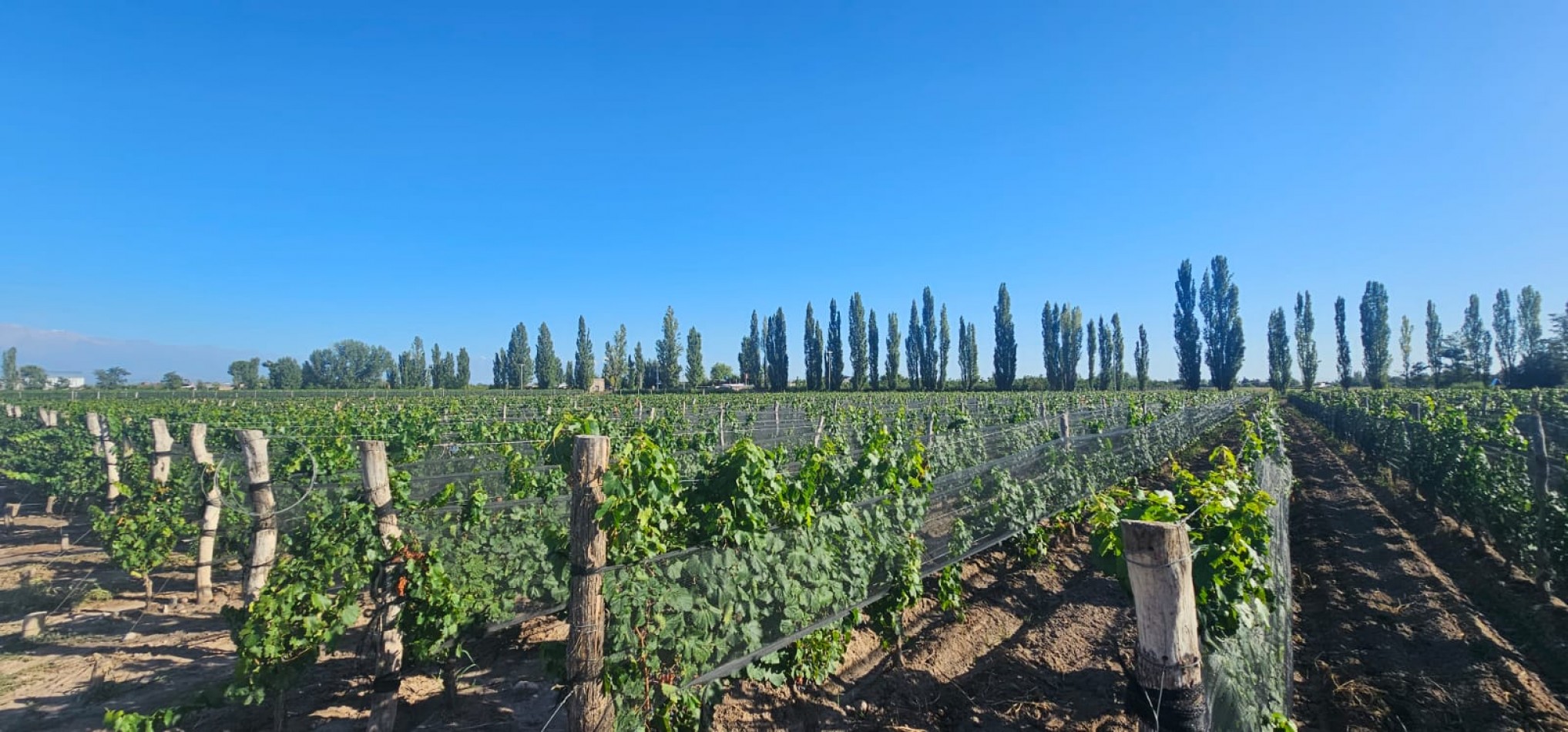 Excelente finca Viña en produccion de 5.5 has