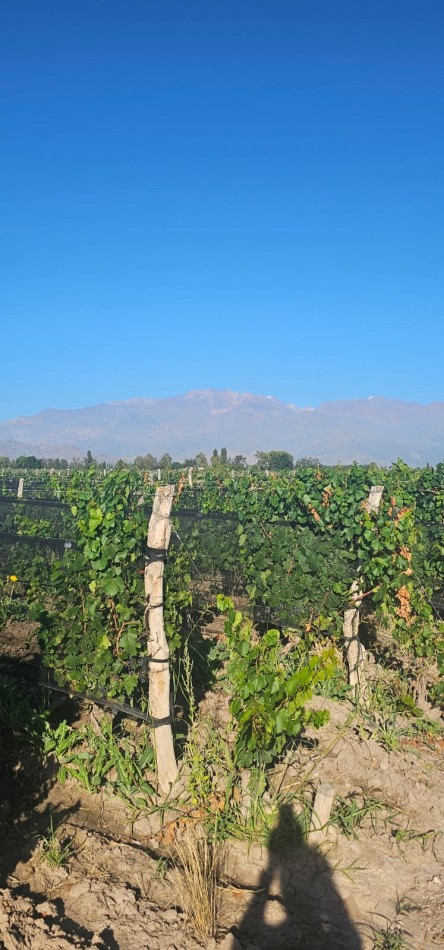 Excelente finca Viña en produccion de 5.5 has