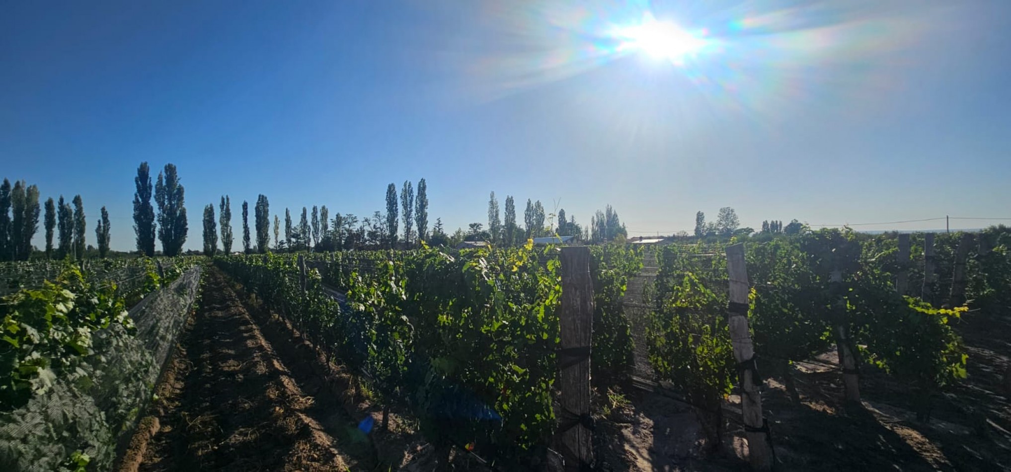 Excelente finca Viña en produccion de 5.5 has