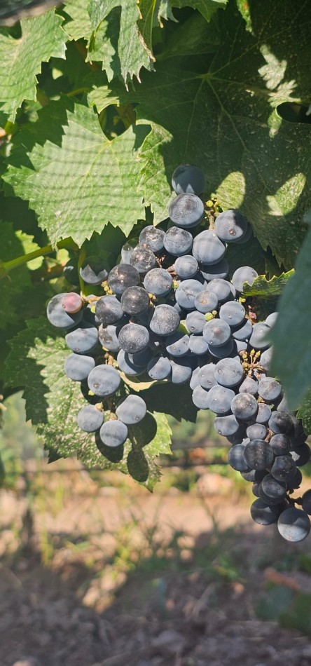 Excelente finca Viña en produccion de 5.5 has