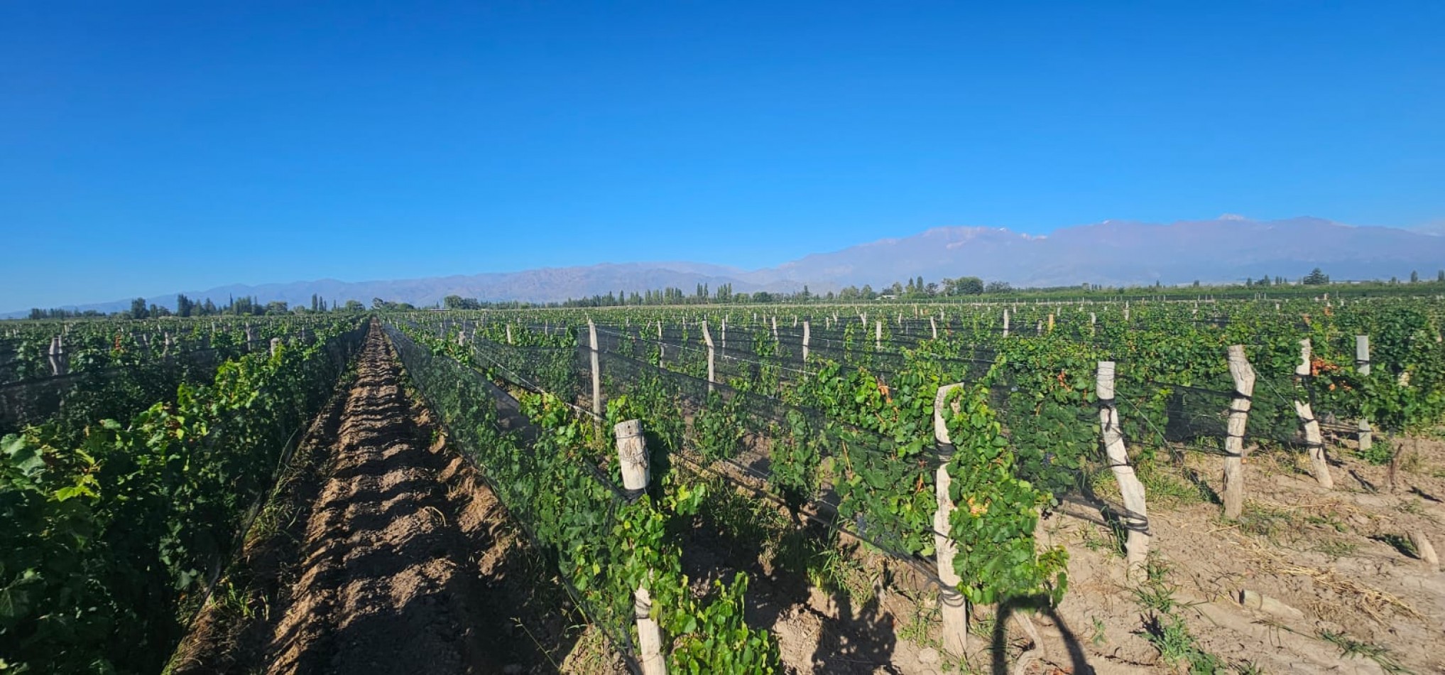 Excelente finca Viña en produccion de 5.5 has