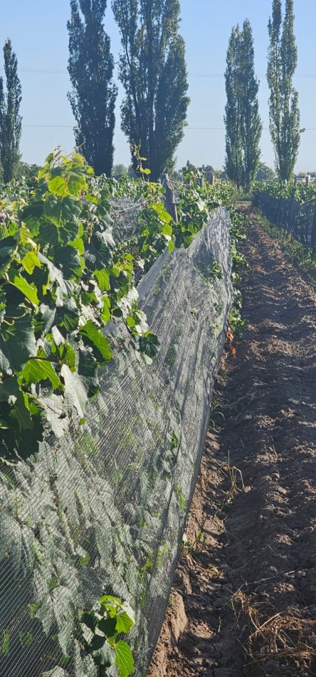 Excelente finca Viña en produccion de 5.5 has