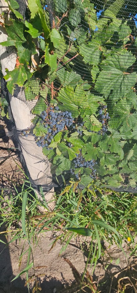 Excelente finca Viña en produccion de 5.5 has