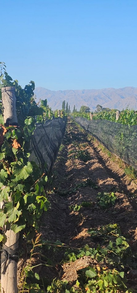 Excelente finca Viña en produccion de 5.5 has