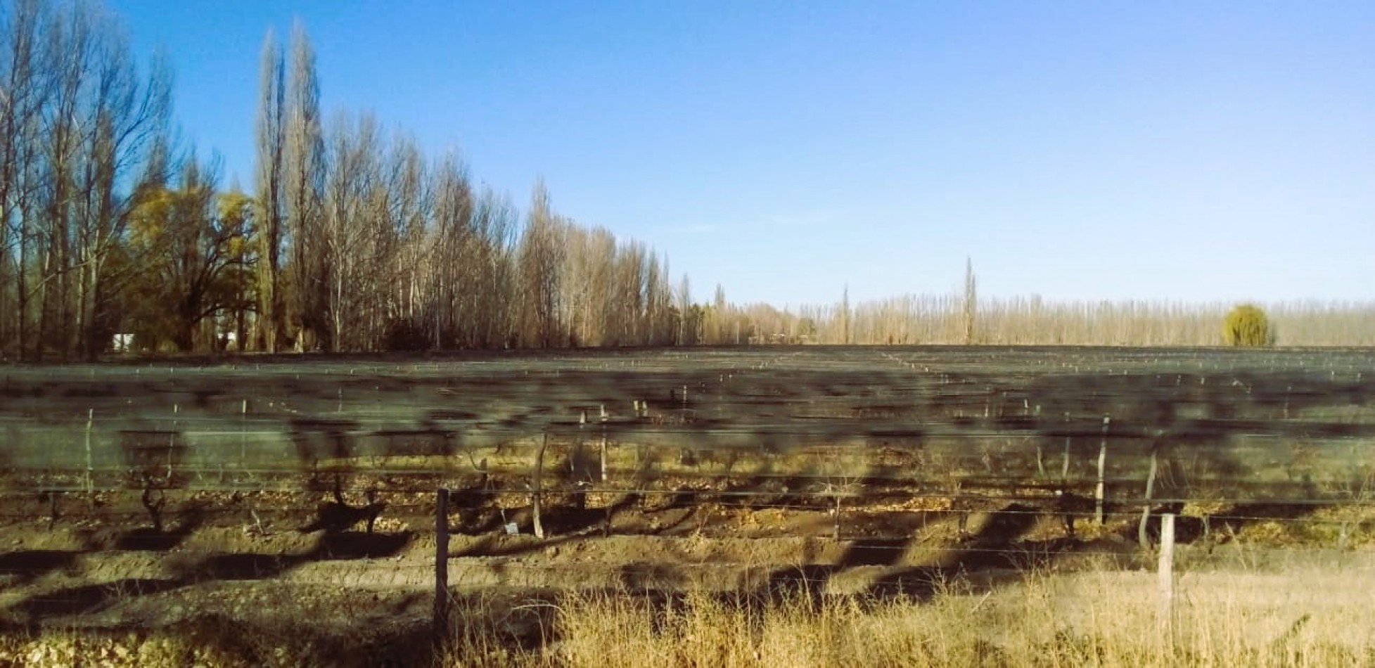 Finca de 60 hectareas con Viña en Tres Esquinas, Valle de Uco, Mendoza.