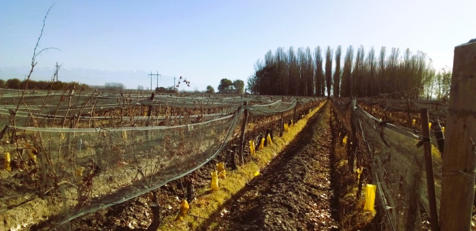 Finca de 60 hectareas con Viña en Tres Esquinas, Valle de Uco, Mendoza.