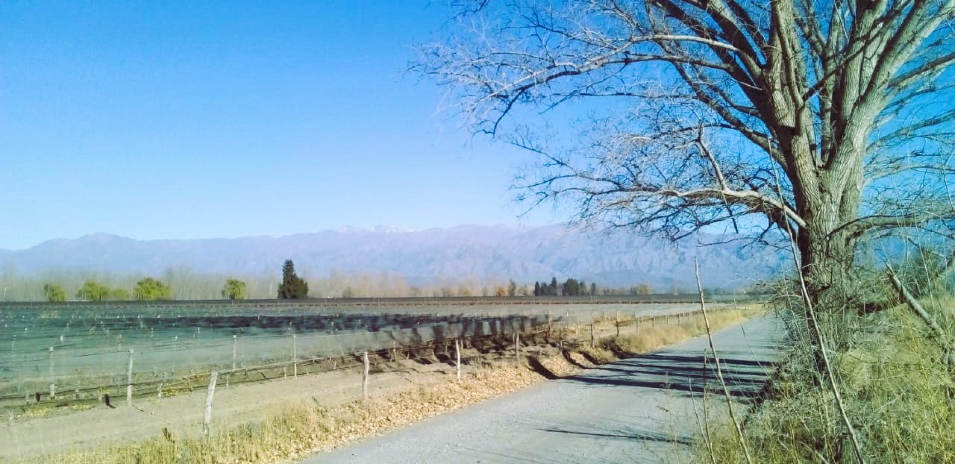 Finca de 60 hectareas con Viña en Tres Esquinas, Valle de Uco, Mendoza.