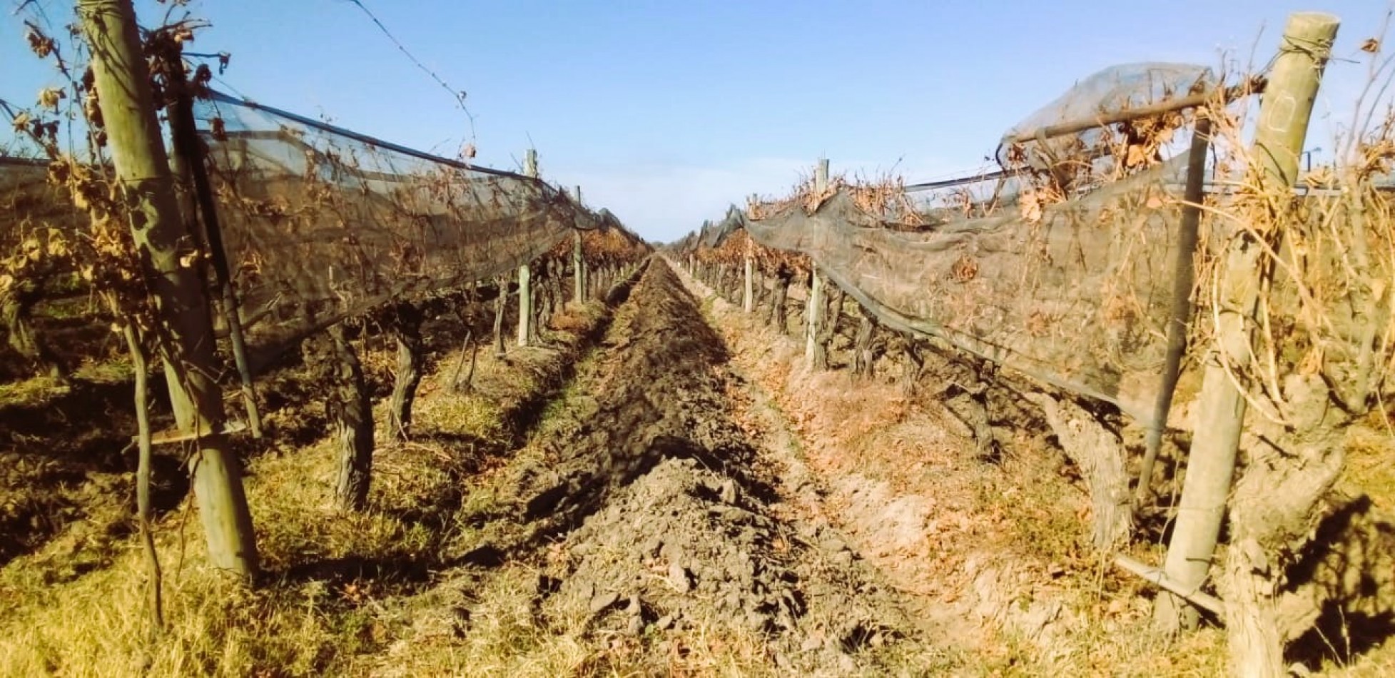 Finca de 60 hectareas con Viña en Tres Esquinas, Valle de Uco, Mendoza.