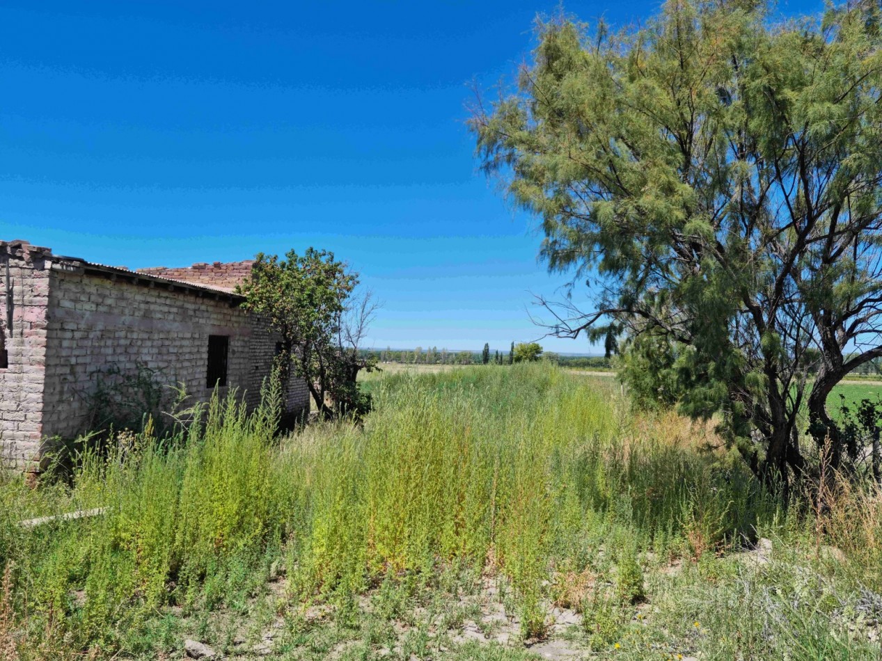 Hermosa finquita de 6 hectareas inculta en el Valle de Uco, Mendoza al pie de la montaña, con derecho de riego.