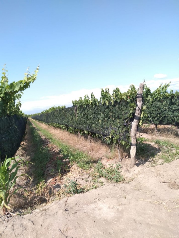 Hermosa Finca con viñedos, 10 hectareas en Tupungato, Mendoza.