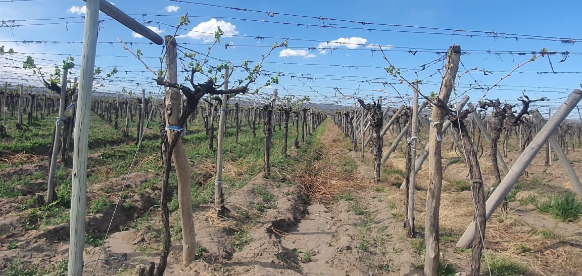 Hermosa Finca con viñedos, 10 hectareas en Tupungato, Mendoza.