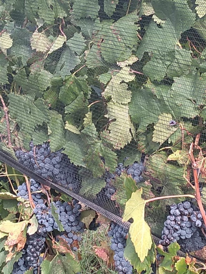 Hermosa Finca con viñedos, 10 hectareas en Tupungato, Mendoza.