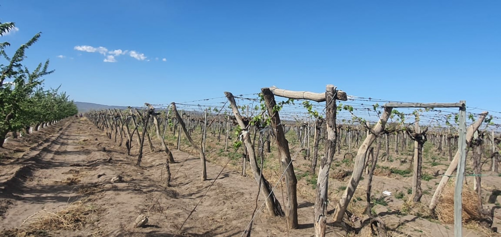 Hermosa Finca con viñedos, 10 hectareas en Tupungato, Mendoza.