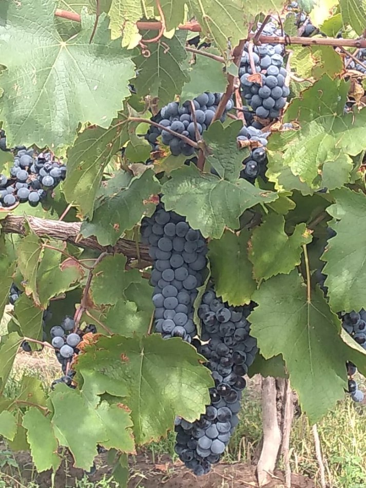 Hermosa Finca con viñedos, 10 hectareas en Tupungato, Mendoza.