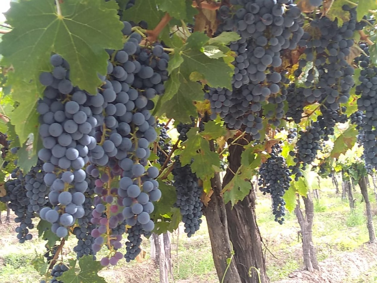 Hermosa Finca con viñedos, 10 hectareas en Tupungato, Mendoza.