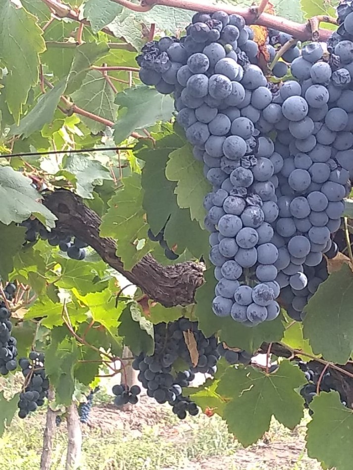 Hermosa Finca con viñedos, 10 hectareas en Tupungato, Mendoza.