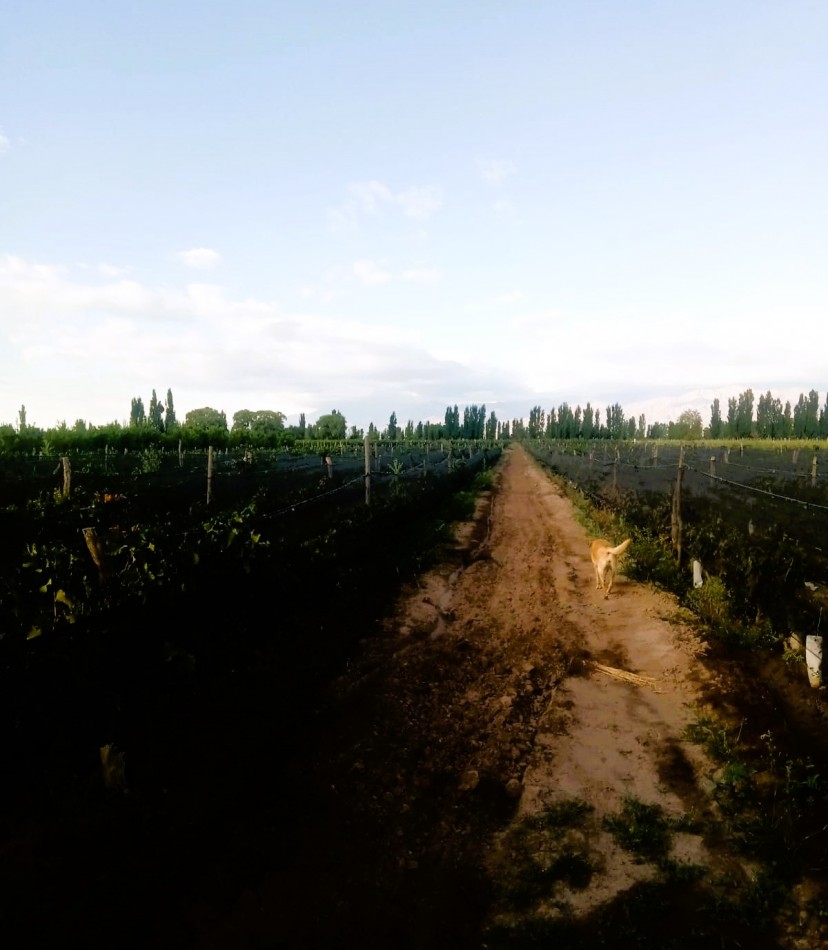 Desarrollo Enoturismo 2 has Malbec con tres cabañas en Valle de Uco, Mendoza.