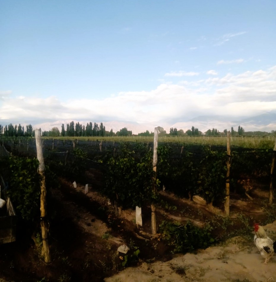 Desarrollo Enoturismo 2 has Malbec con tres cabañas en Valle de Uco, Mendoza.