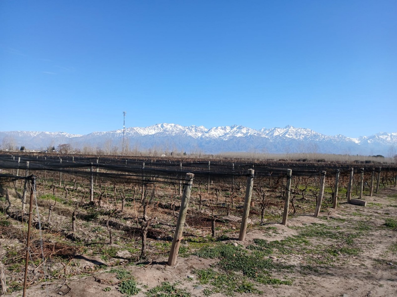 excelente Bodega con viñedos en Vsita Flores, Valle de Uco. Mendoza 