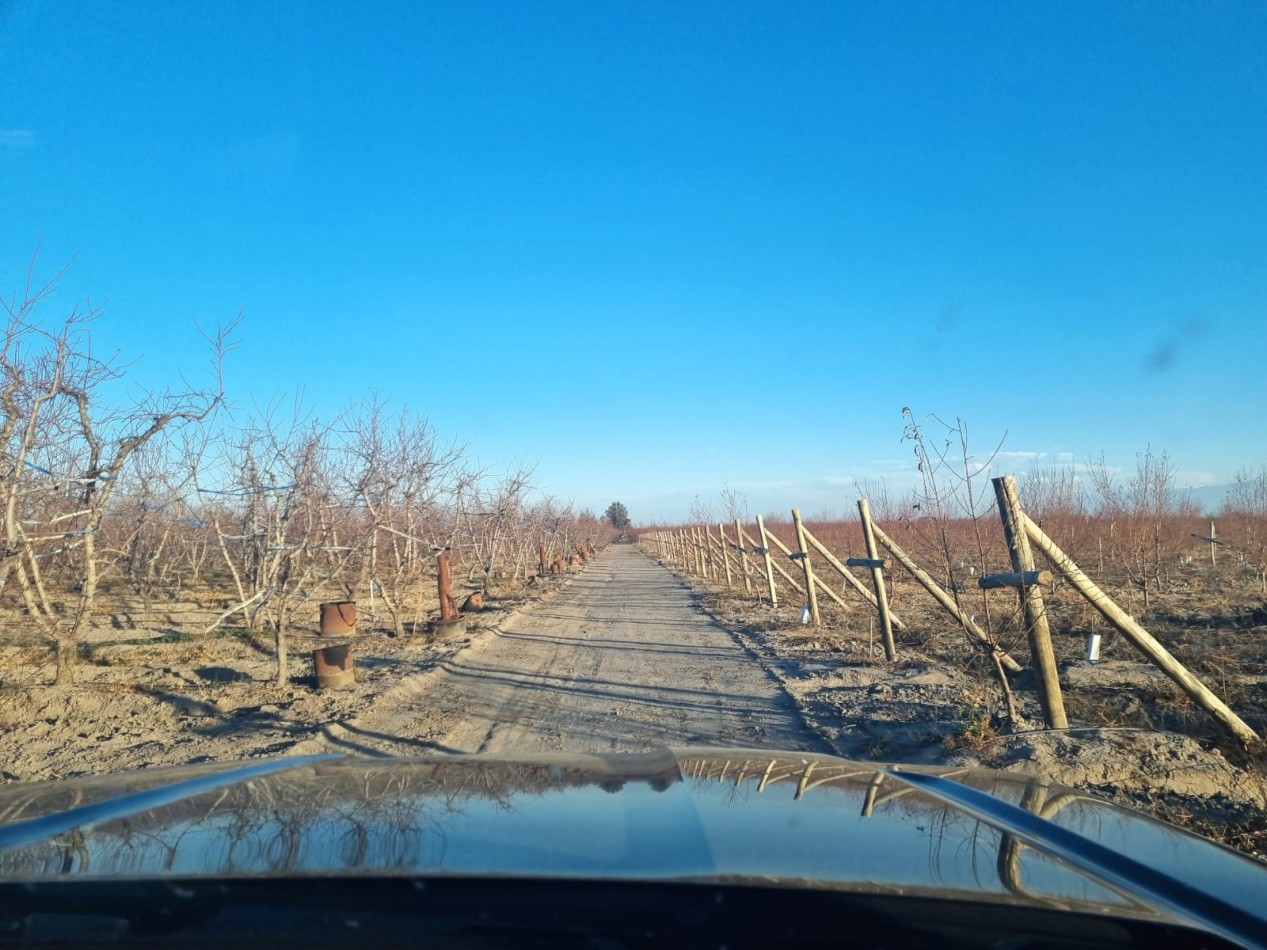 Impresionante finca de 72 has, en Tupungato, duraznos 2 pozos, riego