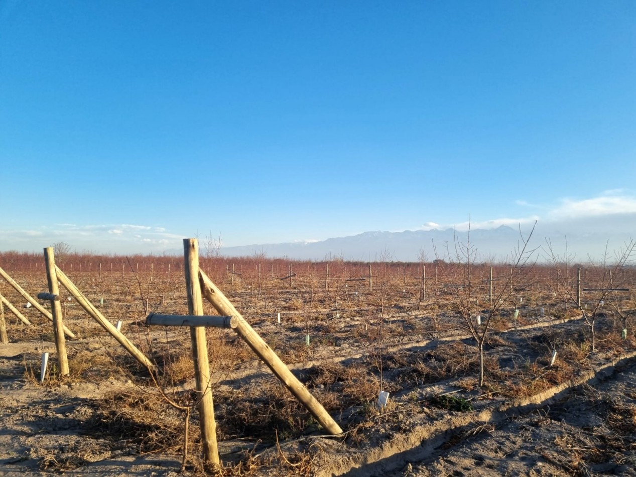 Impresionante finca de 72 has, en Tupungato, duraznos 2 pozos, riego