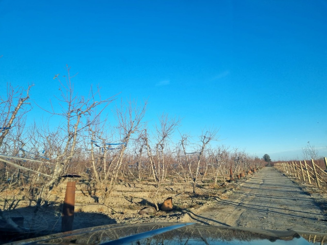 Impresionante finca de 72 has, en Tupungato, duraznos 2 pozos, riego