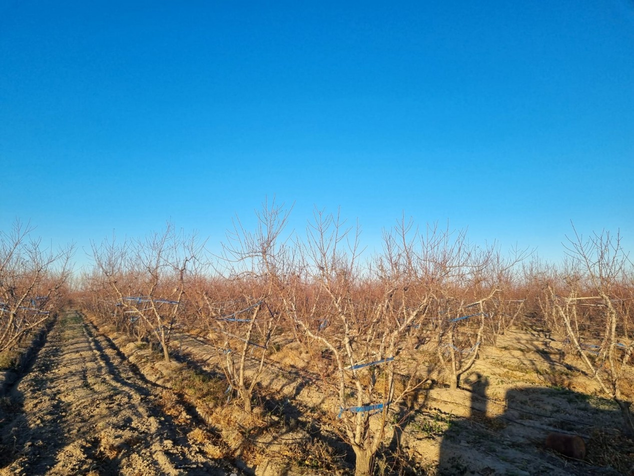Impresionante finca de 72 has, en Tupungato, duraznos 2 pozos, riego