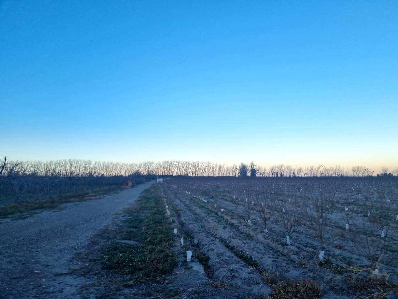Impresionante finca de 72 has, en Tupungato, duraznos 2 pozos, riego