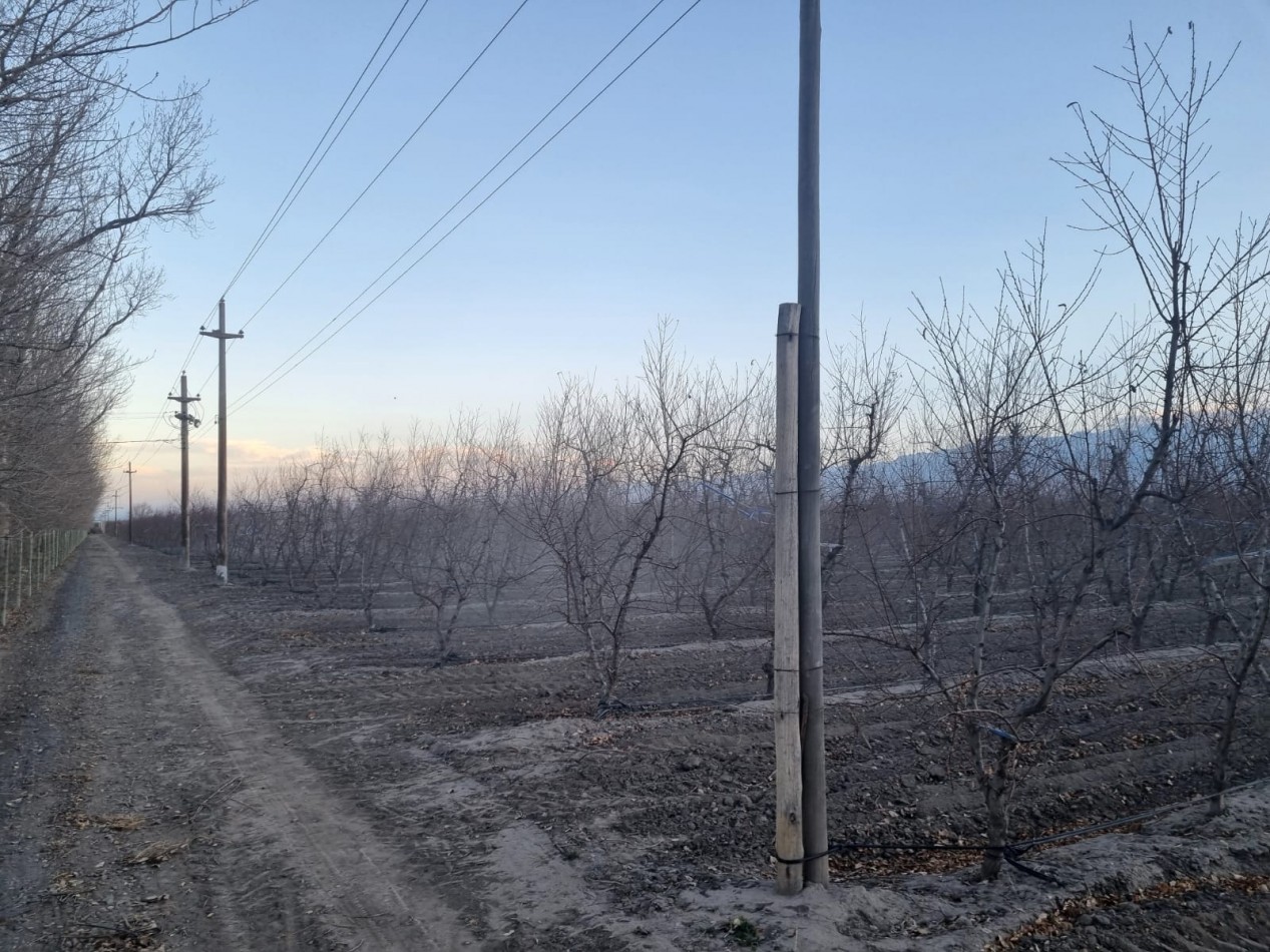 Impresionante finca de 72 has, en Tupungato, duraznos 2 pozos, riego