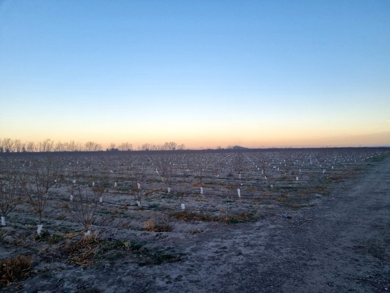Impresionante finca de 72 has, en Tupungato, duraznos 2 pozos, riego