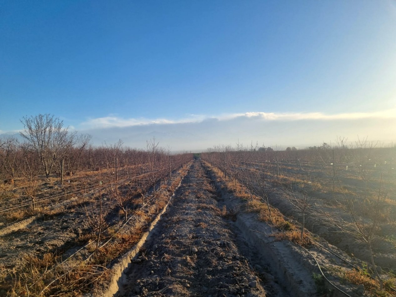 Impresionante finca de 72 has, en Tupungato, duraznos 2 pozos, riego